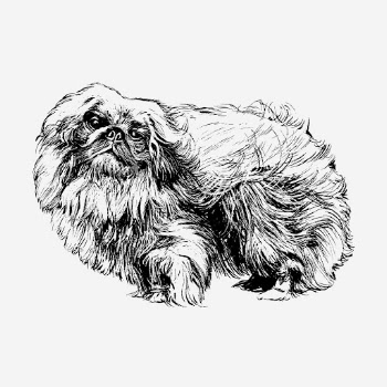 Pekingese dog, animal illustration. Free | Free Photo Illustration - rawpixel