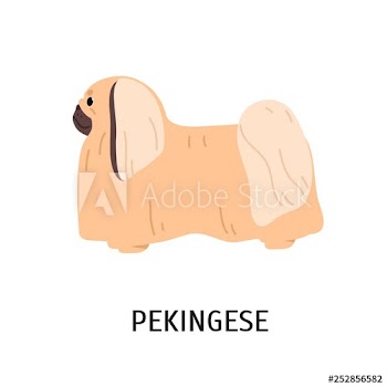 Pekingese or Chinese Spaniel