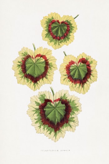 Pelargonium Zonale leaf illustration from Les | Free Photo Illustration - rawpixel