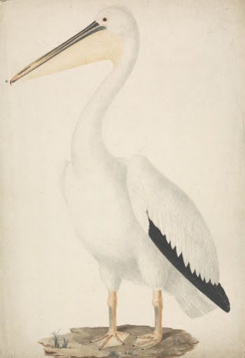 Pelecanus onocrotalus (Great White Pelican) | Free Photo - rawpixel