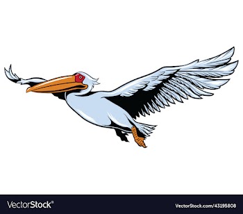 pelican bird