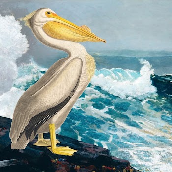 Pelican bird background, blue ocean | Free Photo Illustration - rawpixel