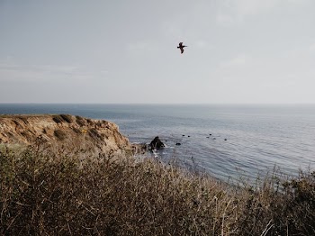 Pelican Flies Over Beach Cliffs