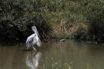 Pelican on Body of Water