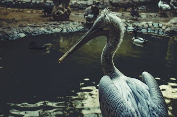 Pelican on Body of Water Near Other Birds