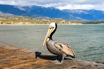 Pelican on Wooden Dock