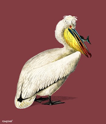 Pelican (Pelecanus) illustrated by Charles De.. | Free stock vector - 467712
