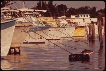 Pelican Sits on a Mooring | Free Photo - rawpixel