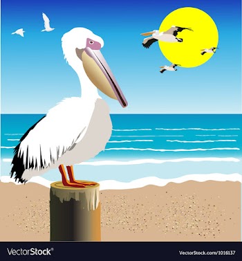  					Pelican Watch vector image														