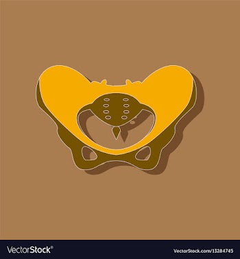 Pelvic bones paper sticker on stylish background vector image