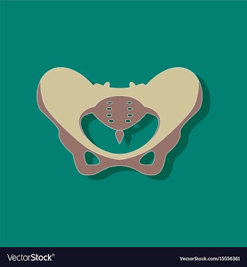 Pelvic bones paper sticker on stylish background vector image