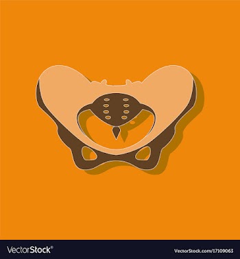 Pelvic bones paper sticker on stylish background vector image