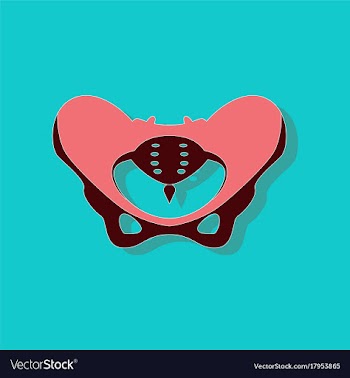 Pelvic bones paper sticker on stylish background vector image