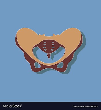 Pelvic bones paper sticker on stylish background vector image