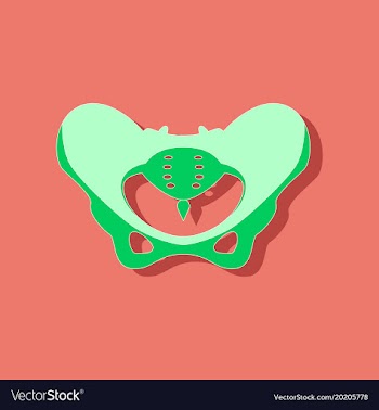 Pelvic bones paper sticker on stylish background vector image