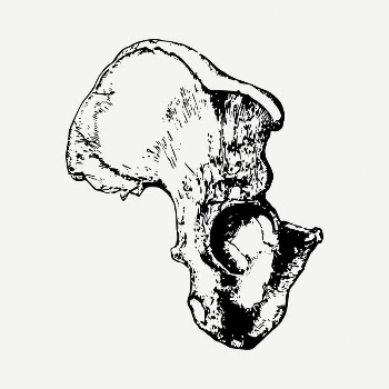 Pelvis anatomy drawing, vintage illustration | Free PSD - rawpixel