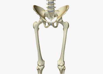 Pelvis Humana Hueso Esqueleto Extremidad Inferior Archivo PNG y ...