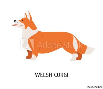 Pembroke Welsh Corgi