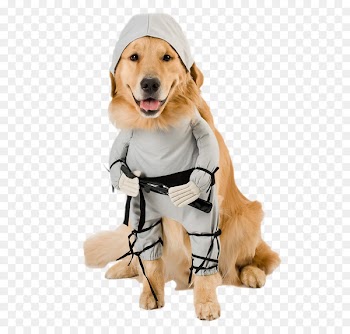 Pembroke Welsh Corgi Costume Pet Ninja Dog - Cute puppy 