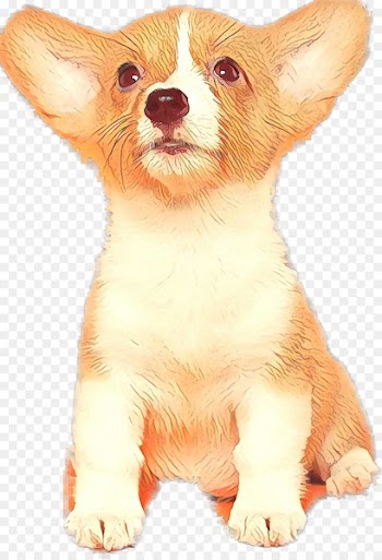 Pembroke Welsh Corgi, Dog Breed, Pembroke, Mammal, Vertebrate PNG