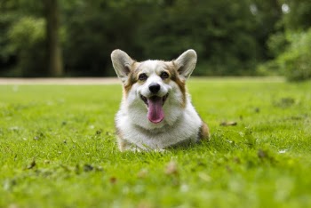Pembroke Welsh Corgi Sticking Its Tongue Out