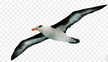 Penguin Albatross Fauna Gannets Beak -  