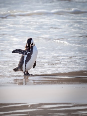 Penguin By The Shore
