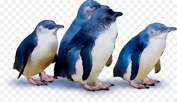 Penguin Fauna Beak -  
