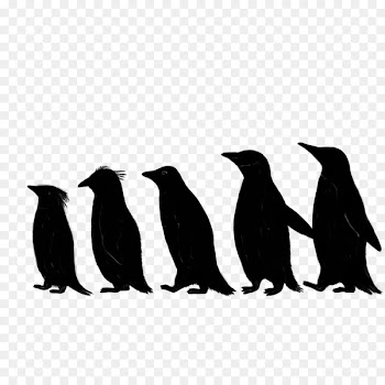 Penguin Fauna Silhouette Beak -  