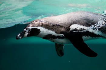 Penguin. Original public domain image | Free Photo - rawpixel