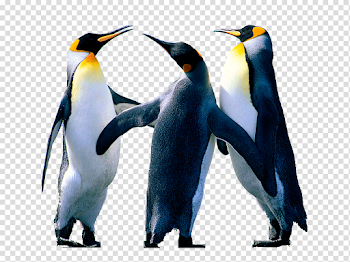Penguin PNG Background Image
