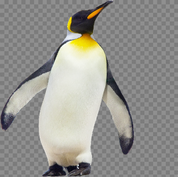 Penguin PNG Picture