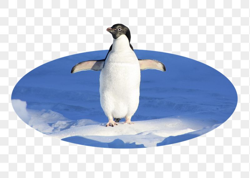 Penguin png sticker, North Pole | Free PNG - rawpixel
