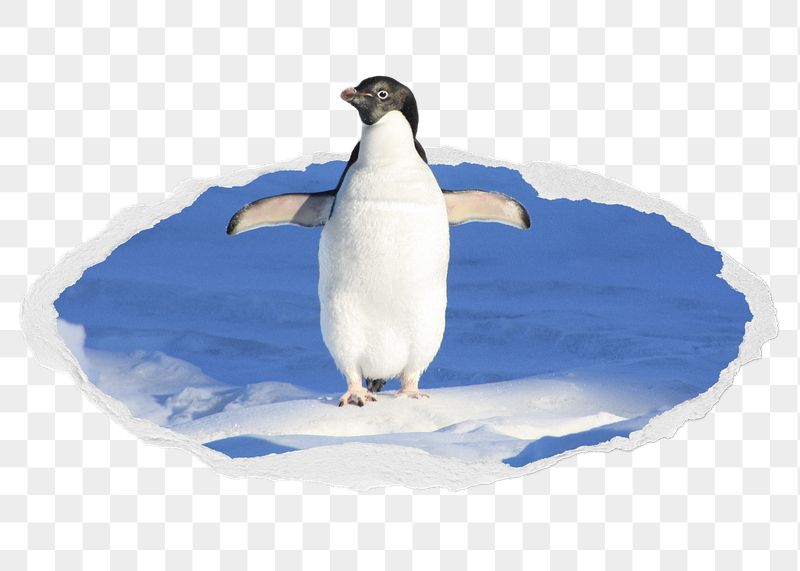 Penguin png sticker, North Pole | Free PNG - rawpixel