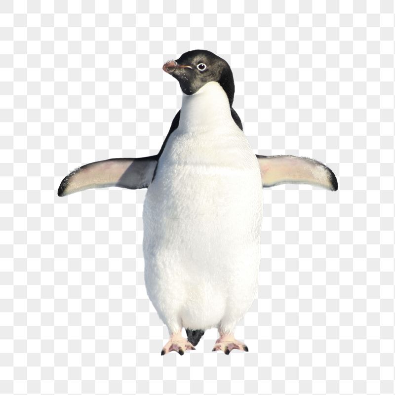 Penguin png sticker, North Pole | Free PNG - rawpixel