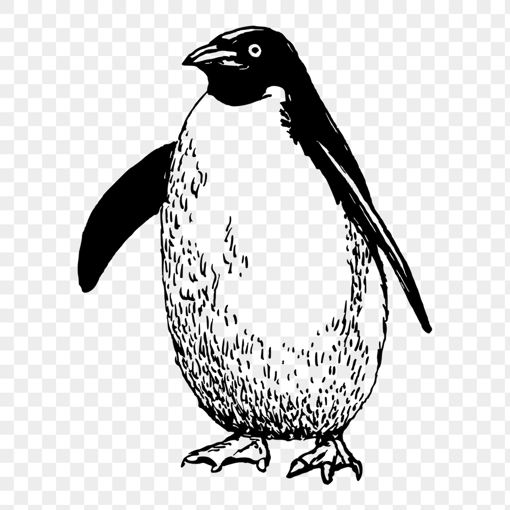 Penguin png sticker, wildlife vintage | Free PNG - rawpixel