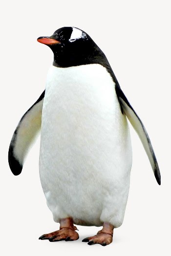 Penguin standing collage element,  | Free PSD - rawpixel