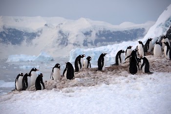 Penguins in antartica | Free Photo - rawpixel