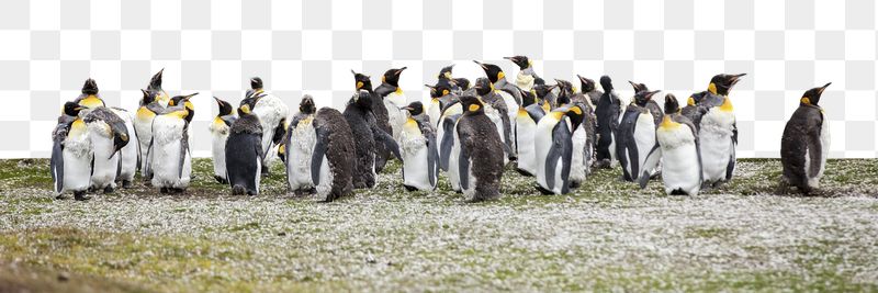 Penguins png border sticker, animal, | Free PNG - rawpixel
