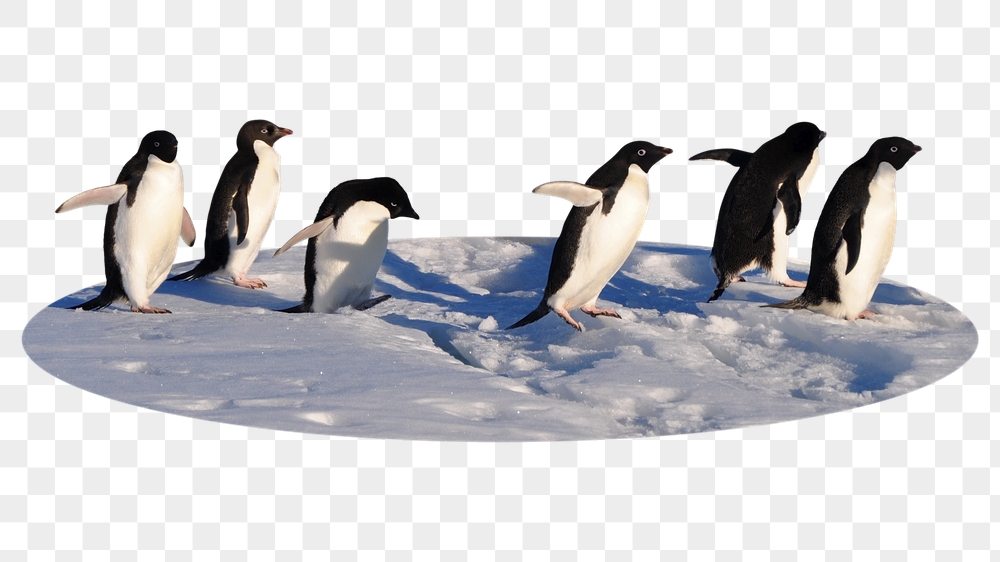 Penguins png oval  badge | Free PNG - rawpixel