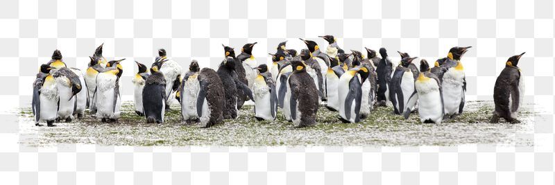 Penguins png sticker, animal, transparent | Free PNG - rawpixel