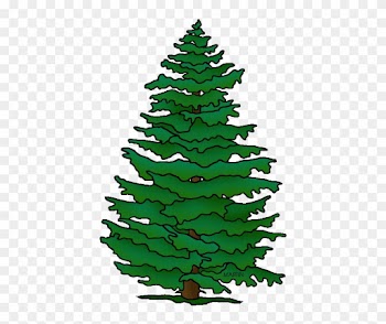 Pennsylvania State Tree Hemlock - Tree
