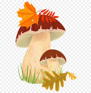 Penny Bun Edible mushroom Autumn Clip art - Fall Mushrooms PNG Clipart Picture 