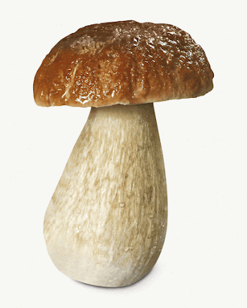 Penny bun mushroom, isolated botanical | Free Photo - rawpixel