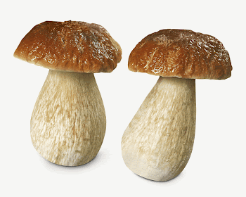 Penny bun mushroom, isolated botanical | Free PSD - rawpixel
