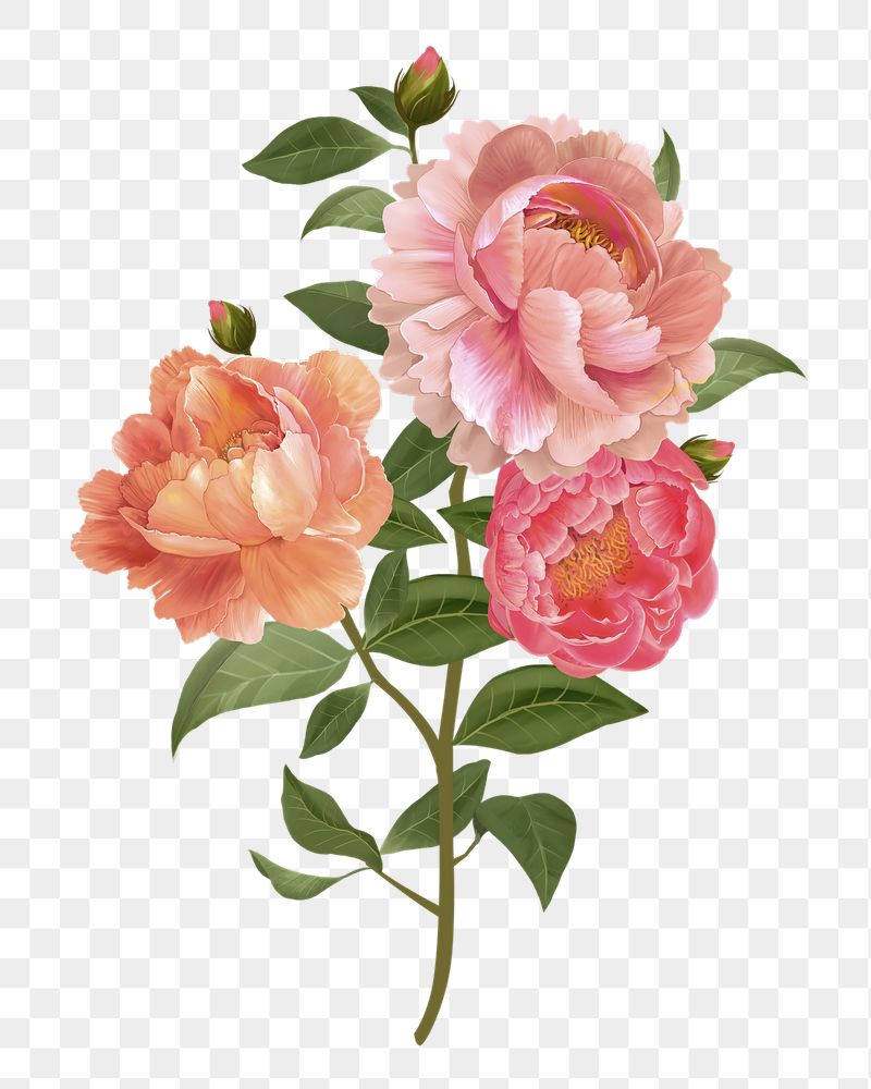 Peonies png flower sticker illustration, | Free PNG - rawpixel