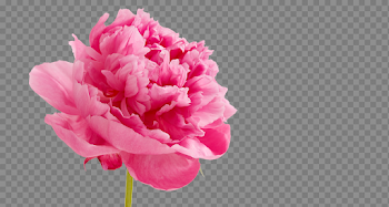 Peonies PNG Free Download