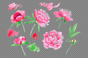 Peonies PNG Image