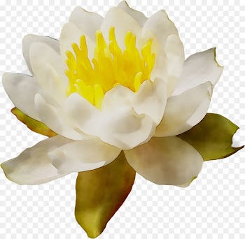 Peony -  