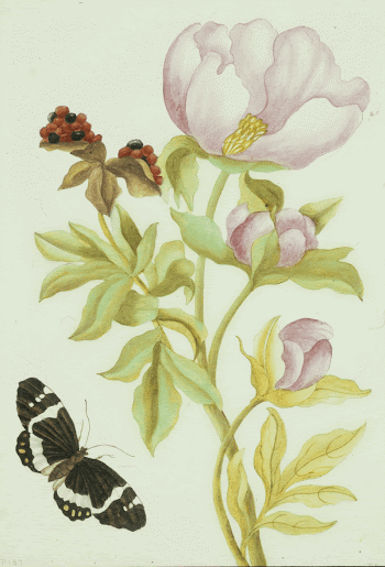 Peony and Butterfly. Original from the Minneapolis | Free Photo - rawpixel